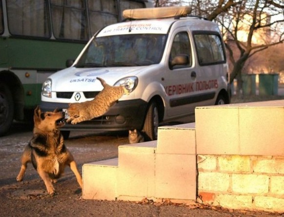 Katze und Hund
https://imgur.com/gallery/GpQ3m