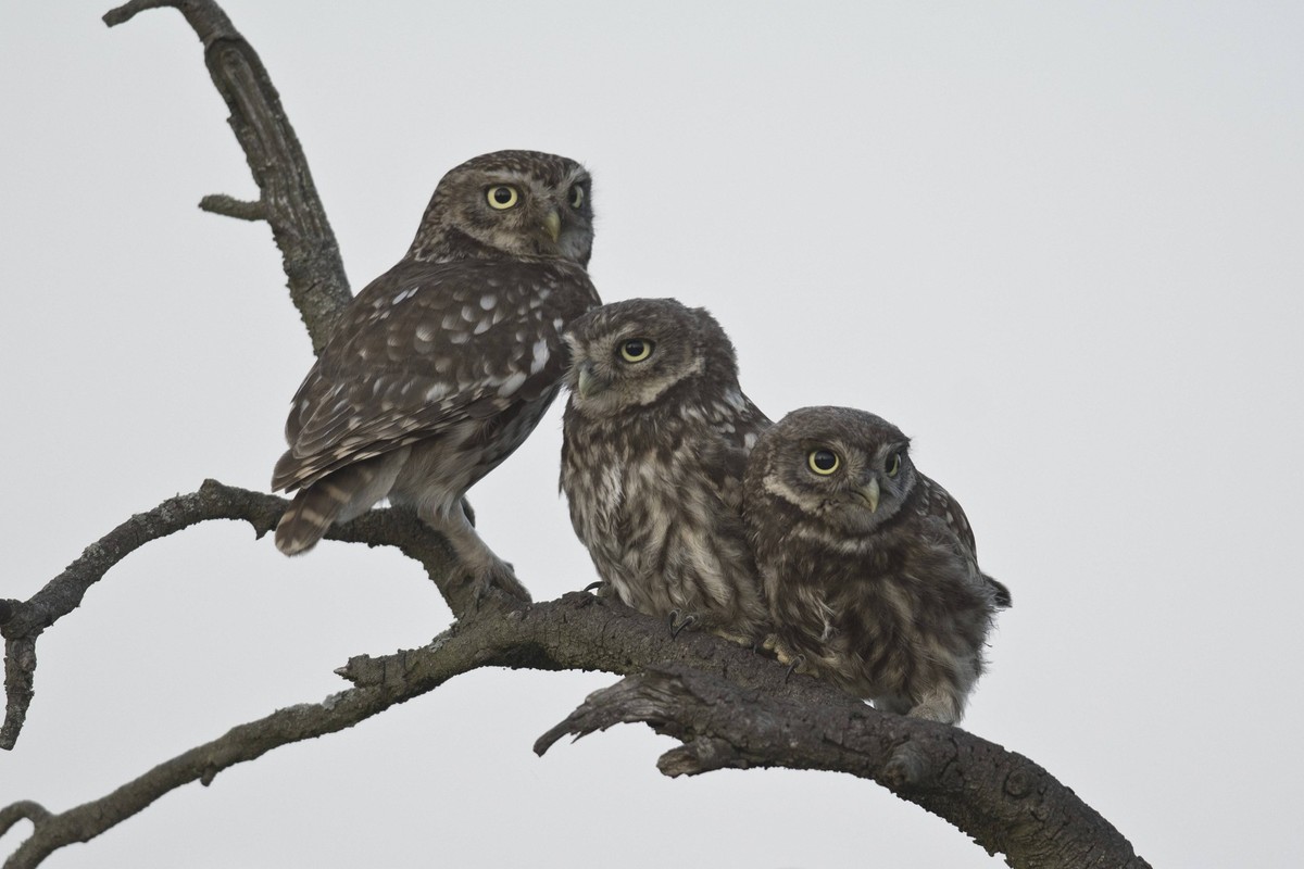 Steinkauz Athene noctua Little owl Athene noctua Copyright: imageBROKER/SunbirdxImages iblmup13676618.jpg Bitte beachten Sie die gesetzlichen Bestimmungen des deutschen Urheberrechtes hinsichtlich der ...