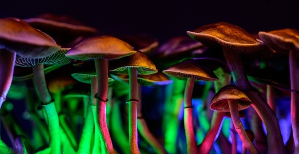 magic mushrooms