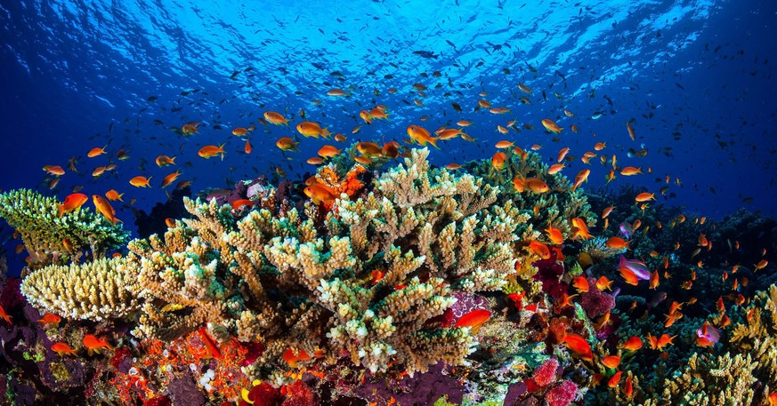 Die Wassererwärmung bleicht die Korallen im Great Barrier Reef. Die australische Regierung sah den Tourismus bedroht und wehrte sich erfolgreich gegen die Erwähnung des Phänomens in einem UNO-Bericht.
