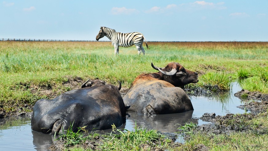 KHERSON REGION, UKRAINE - AUGUST 1, 2021 - Buffaloes lie in the puddle as a zebra stands nearby at the Friedrich-Jacob Falz-Fein Askania-Nova Biosphere Reserve, Kherson Region, southern Ukraine. Askan ...