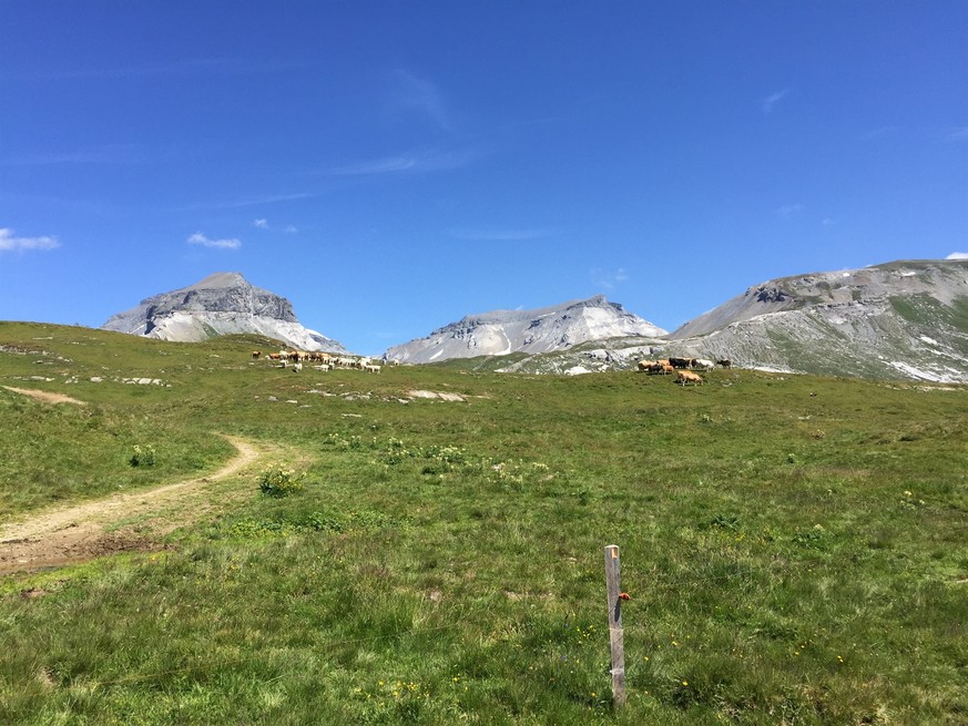 Auf dieser Alp griffen die Kühe die Wanderin an.