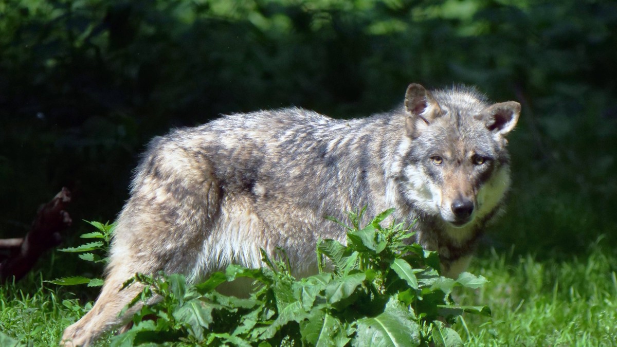 Wolf-im-Tessiner-Bleniotal-zum-Abschuss-freigegeben