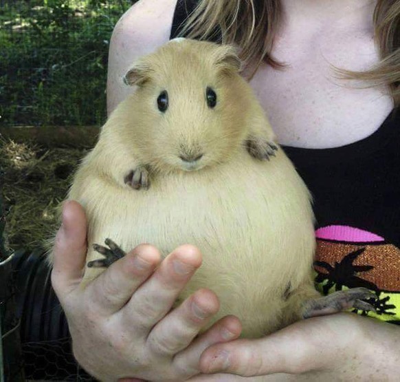 Meerschweinchen wurden vermutlich bereits 2000 v. Chr. domestiziert.