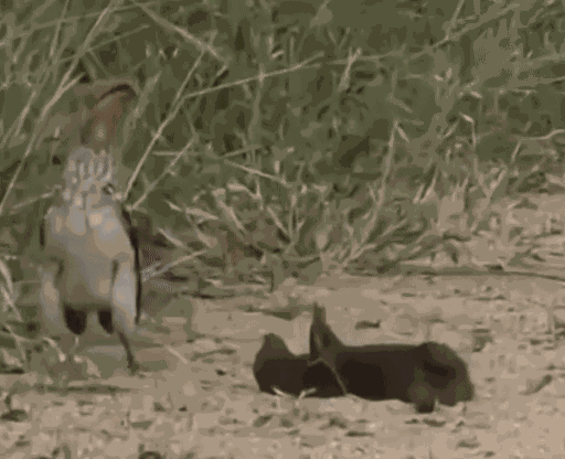 Animiertes GIF