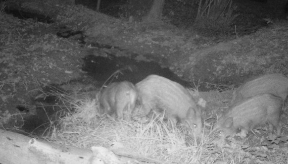 Wildschweine Rigi Luzern