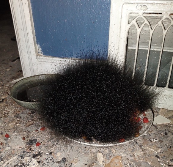 Mold in cat food
