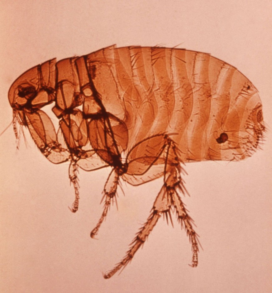 Plague flea This is an enlargement of a female Xenopsylla cheopis flea, also known as the oriental rat flea. X. cheopis is responsible for transmitting the bacterium Yersinia pestis, the causative age ...