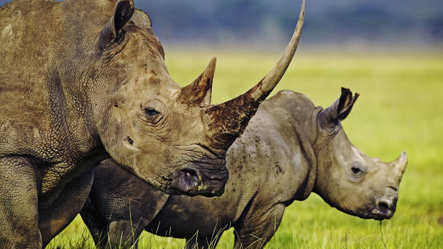 HANDOUT- Spitzmaulnashorn - 2013 wurden in Suedafrika 919 Nashoerner gewildert. Das sind knapp 50 Prozent mehr als letztes Jahr. Fuer den WWF ist das Nashorn deshalb der Verlierer der bedrohten Tierar ...
