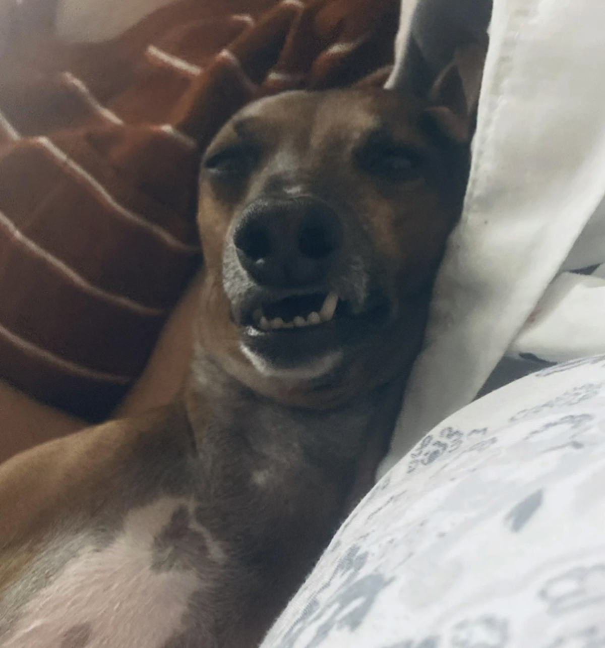 Hund komisches Gesicht.

https://www.reddit.com/media?url=https%3A%2F%2Fpreview.redd.it%2Fshow-me-your-funniest-pictures-of-your-dog-v0-new7mml0iqsh1.jpeg%3Fwidth%3D1320%26format%3Dpjpg%26auto%3Dwebp% ...