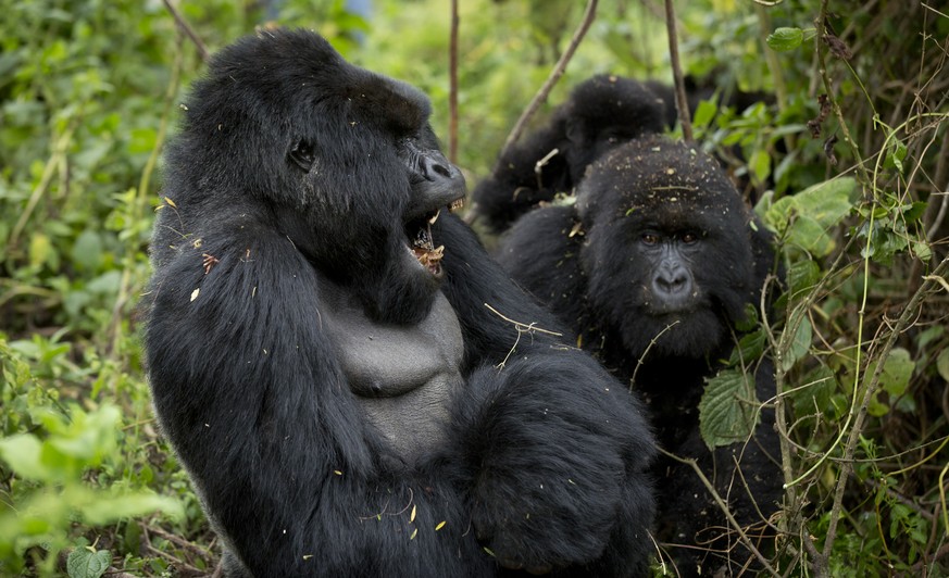 In this photo taken Friday, Sept. 4, 2015, a male silverback mountain gorilla, left, opens his mouth as a mother and baby sit next to him, right, from the family of mountain gorillas named Amahoro, wh ...