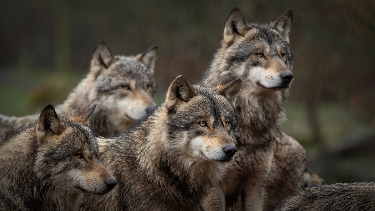 Wolfsrudel