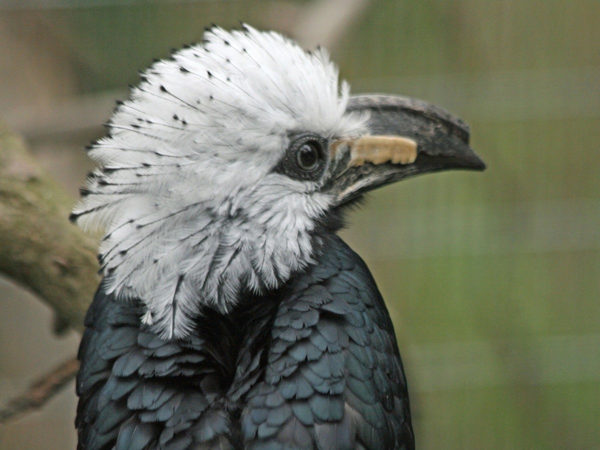 Weissschopf-Hornvogel