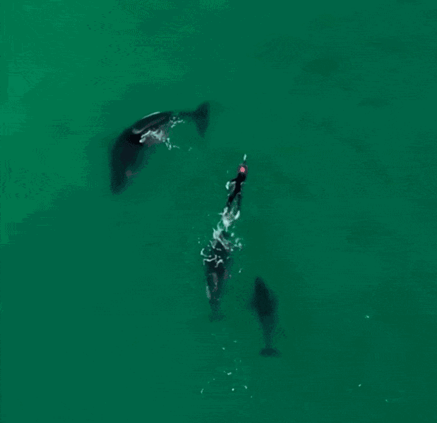 Animiertes GIF