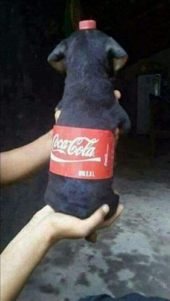 Coca Cola Hund
https://www.pinterest.com/pin/384072674455959409/