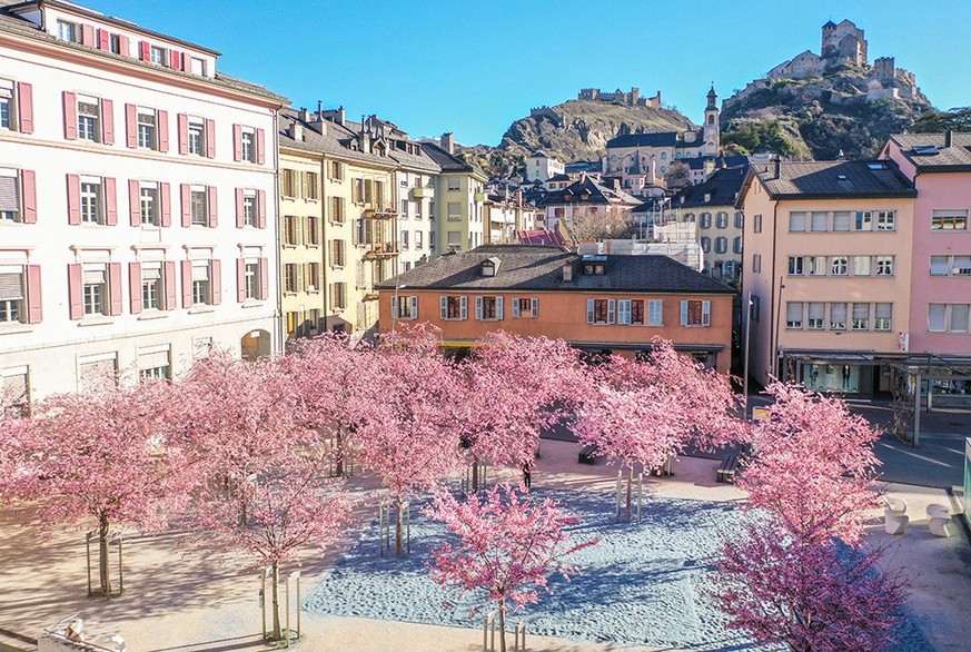 Kirschblüten Sion Espace des Remparts