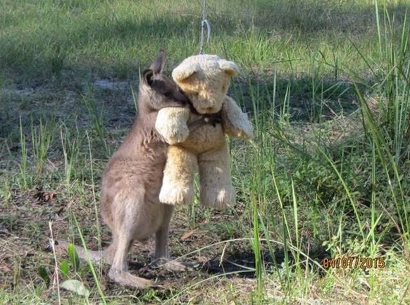 Australien Tiere