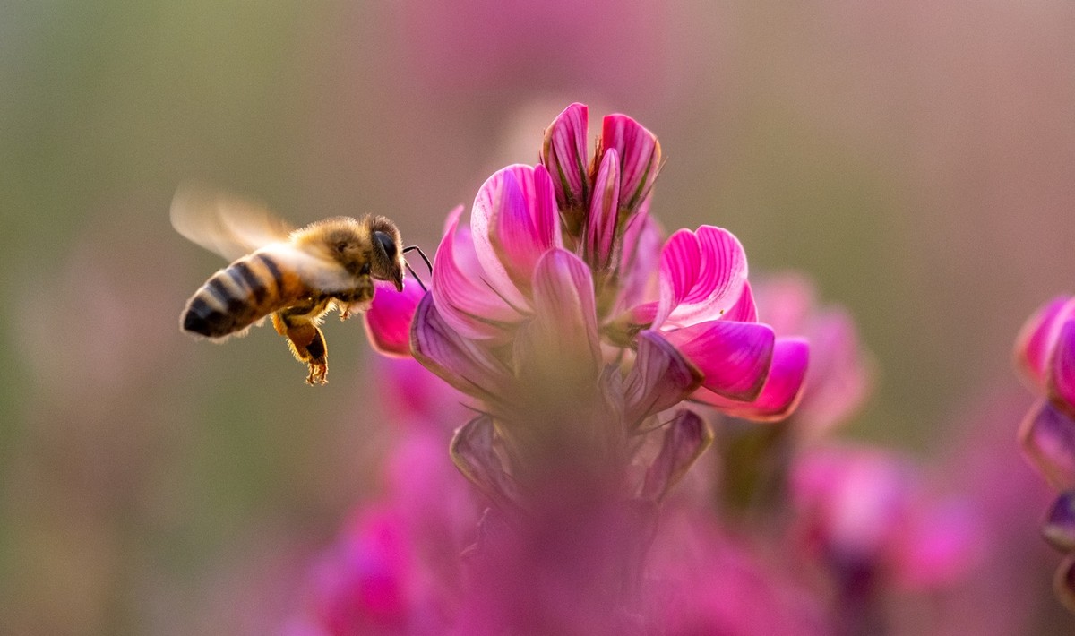 Die meisten Blüten brauchen Bienen, um sich fortzupflanzen. Bienen wiederum brauchen den Nektar der Blüten als Nahrung.