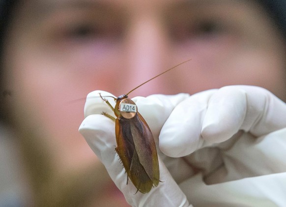 Die Insekten wurden mit Chips und Kameras ausgestattet.