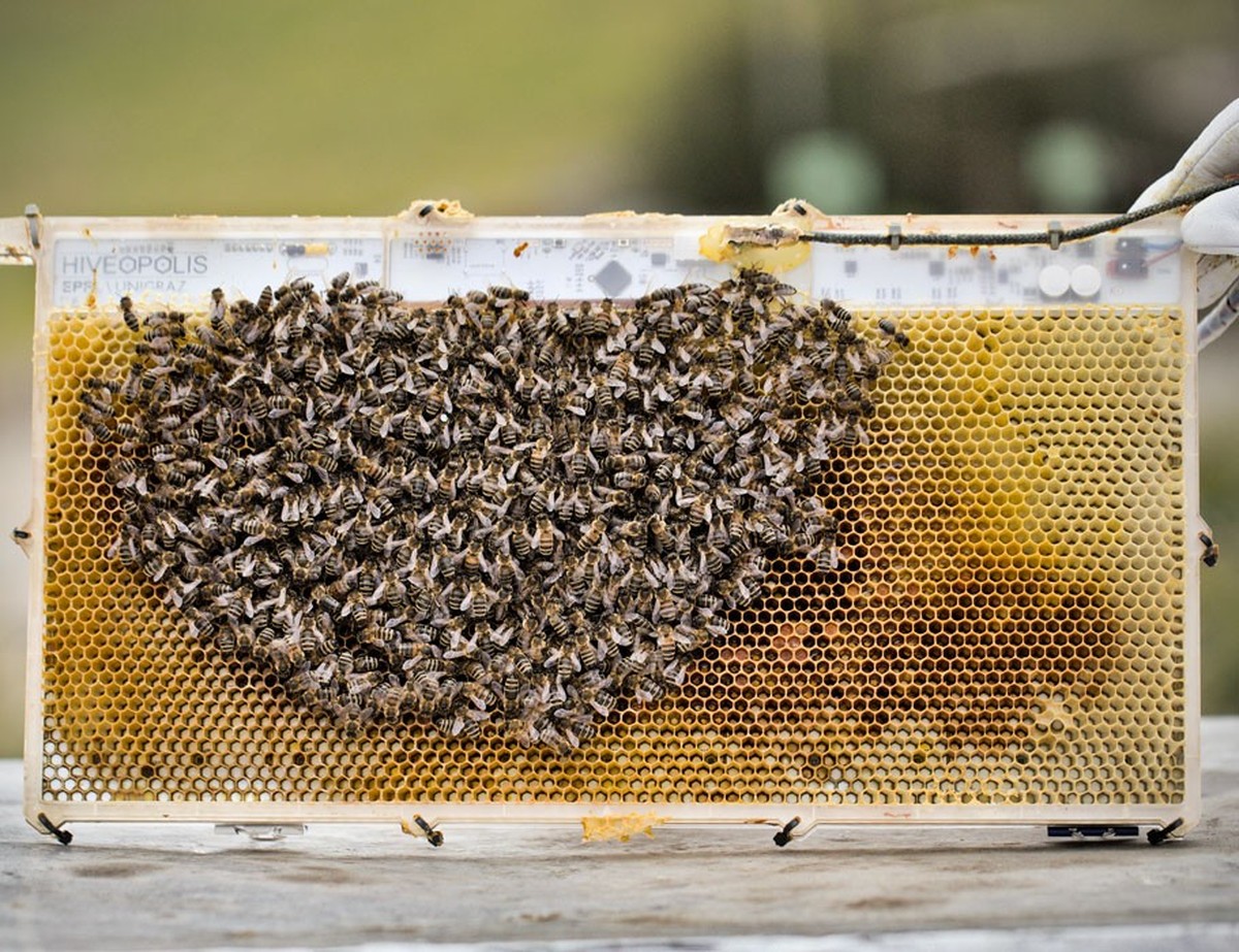 Hiveopolis