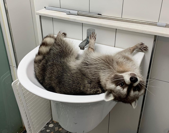 cute news tier raccoon waschbär

https://www.instagram.com/p/CpfUAC0LYVW/