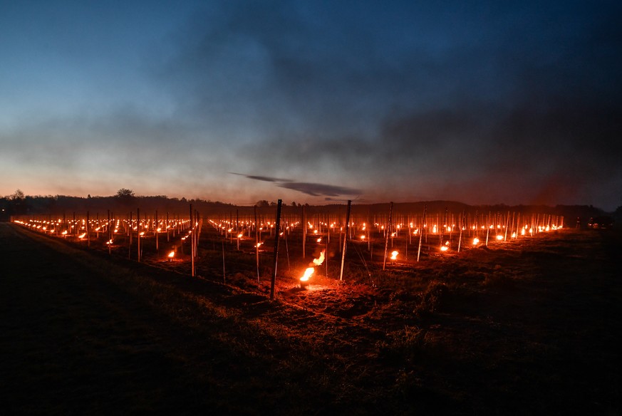 epa07507798 Anti-frost candles burn in a vineyard, during a cold spring night in the Weinboehla near Dresden, Germany, early 15 April 2019. Due to unusually low temperatures wine growers from vineyard ...