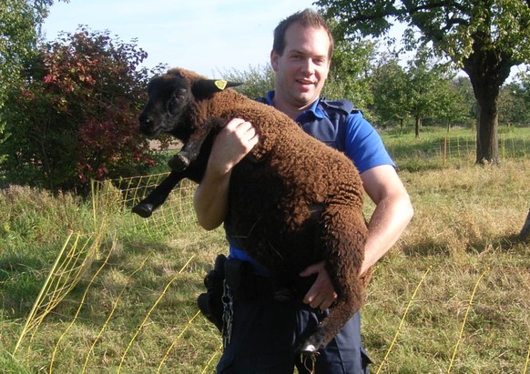 Dieses Schaf musste aus einem Elektrozaun befreit werden.