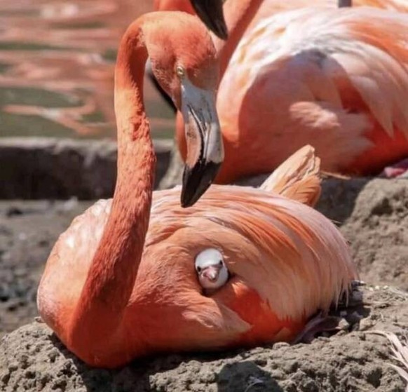 cute news tier flamingo

https://imgur.com/t/aww/ShiZyXo