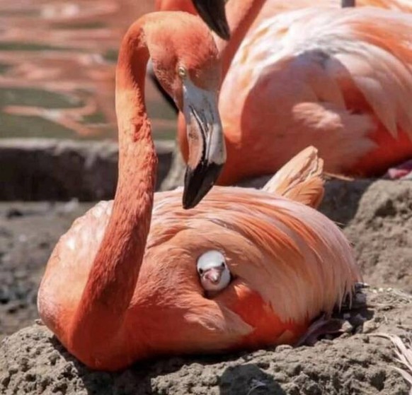 cute news animal flamingo https://imgur.com/t/aww/ShiZyXo