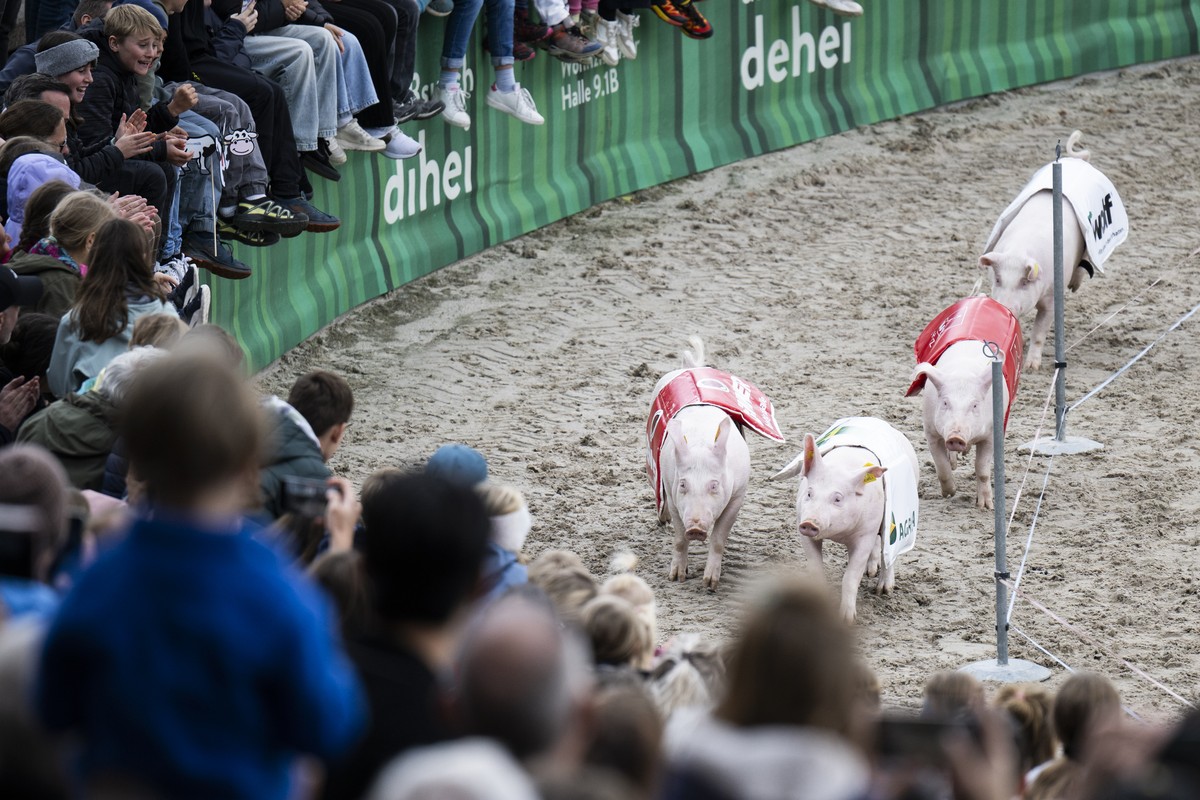 Traditionelles Saeuli-Rennen bei der Eroeffnung der 81. OLMA Schweizer Messe fuer Landwirtschaft und Ernaehrung, am Donnerstag, 10. Oktober 2024, in St. Gallen. Die Messe dauert bis 20. Oktober. (KEYS ...