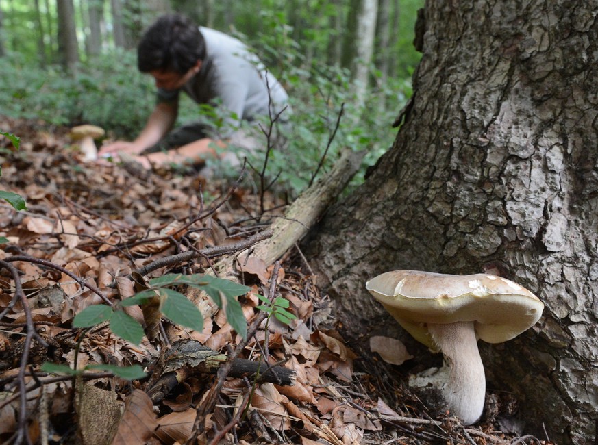 Illustration zum Thema Schwammerlsuchen / Pilzesuchen / Pilze: Ein Schwammerlsucher beim Abschneiden eines Steinpilzes aufgenommen am Dienstag, 19. August 2014, in Niederoesterreich. In Oesterreich is ...