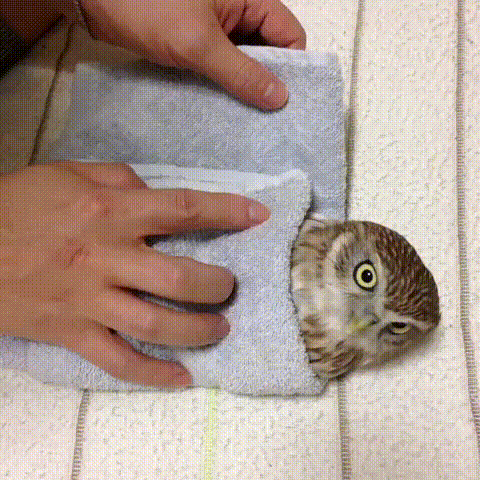 Animiertes GIF