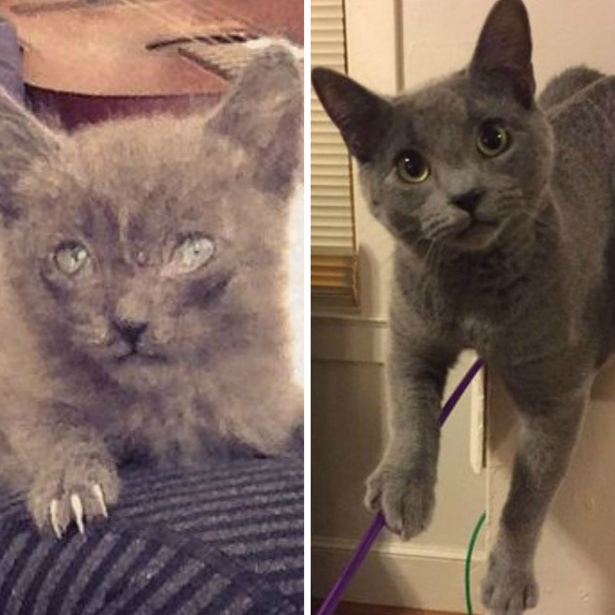 Als Baby lebte er auf der Strasse, konnte weder die Augen öffnen noch die Krallen einfahren – heute ist Kater Dmitrius gerettet und führt ein glückliches Leben