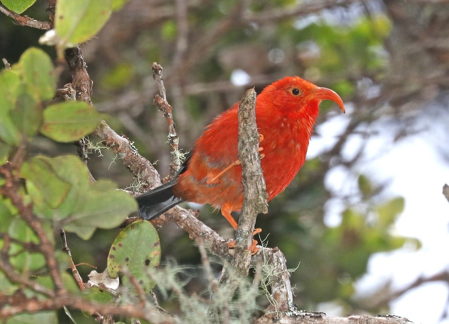 „&lt;a href=&quot;https://www.flickr.com/photos/sloalan/37421814922&quot; title=&quot;I&#039;IWI (8-30-2017) hakalau forest national wildlife refuge, hawaii co, hawaii -12&quot;&gt;I&#039;IWI (8-30-20 ...