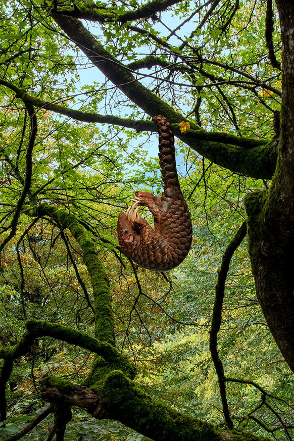 Pangolin