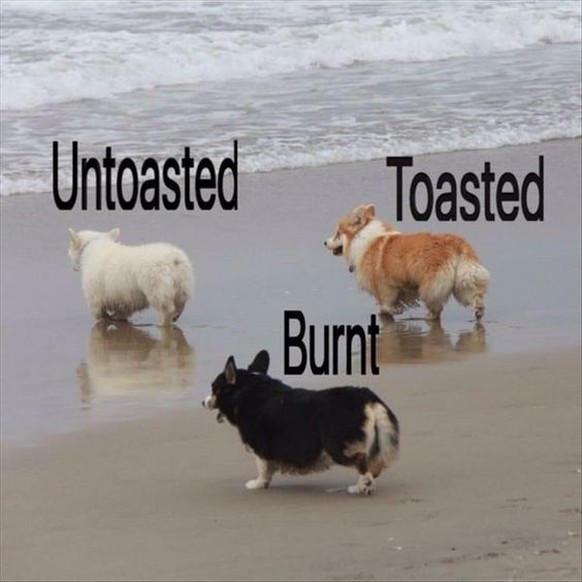 Hund getoasted

http://www.dumpaday.com/funny-animals/funny-animal-pictures-of-the-day-24-pics-77/