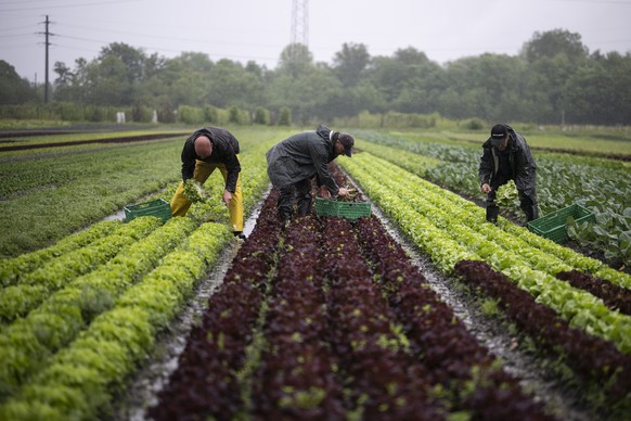 Arbeiter ernten Salat im Regen, bei der Firma Schlegel Gemuesebau, am Dienstag, 16. Mai 2023, in Buchs. Der andauernde Regen der vergangenen Wochen macht den Bauern zu schaffen. (KEYSTONE/Gian Ehrenze ...