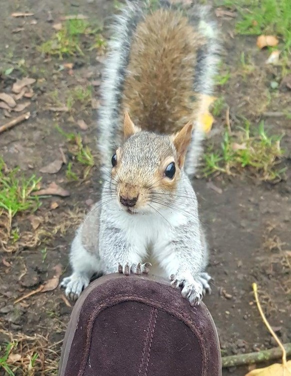 cute news animal tier eichhörnchen

https://www.reddit.com/r/squirrels/comments/r3r05u/fluffy_tail_standing_to_attention_with_little/