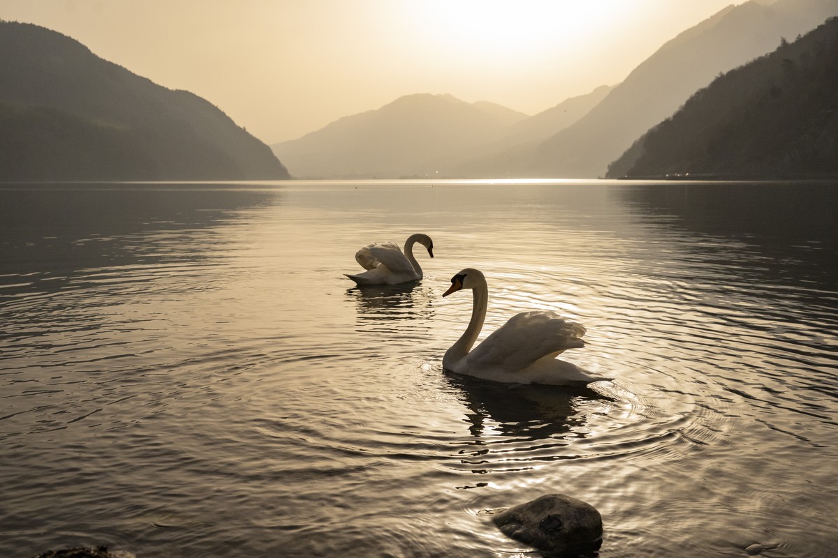 Two Swans in the Landscape at the Alpnachersee, a part of Lake Lucerne or Vierwaldstaettersee at the Town of Stansstad sappears in new colours, as Sahara sand colours the sky in orange and creates a s ...