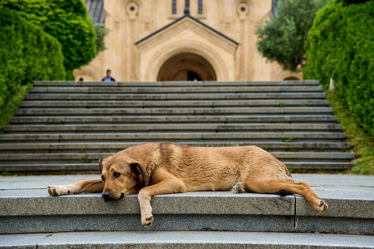 Strassenhund liegt auf der Treppe vor der Sameba-Kathedrale, Ostfassade, Stadtteil Awlabari, armenisches Viertel, Avlabari, Tiflis, Tbilissi, Tbilisi, Georgien, Asien *** Street dog is at the Stairs b ...