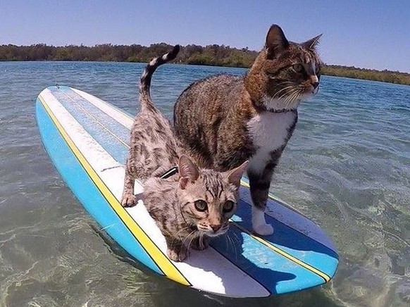 Katzen auf dem Surfbrett

https://www.pinterest.com/pin/AW7ol5r12dD4TH23ceiGwUyOyyUHOyzOrUqechs7q3wJyiFbaFqazdQ/