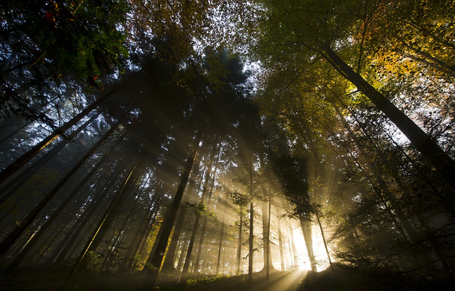 Die Sonne scheint durch den Nebel in den Meggerwald am Mittwoch, 2. November 2011 in Meggen.(KEYSTONE/Sigi Tischler)