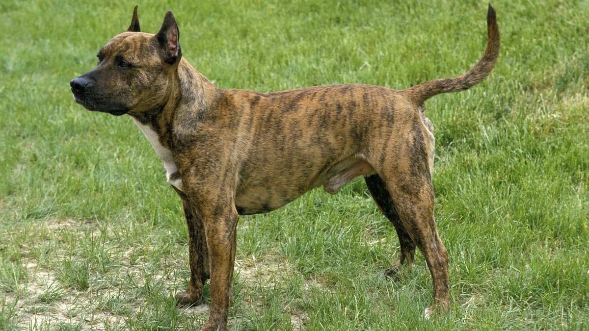 Hundehalter-mit-Terrier-Mischling-blitzt-vor-Bundesgericht-ab