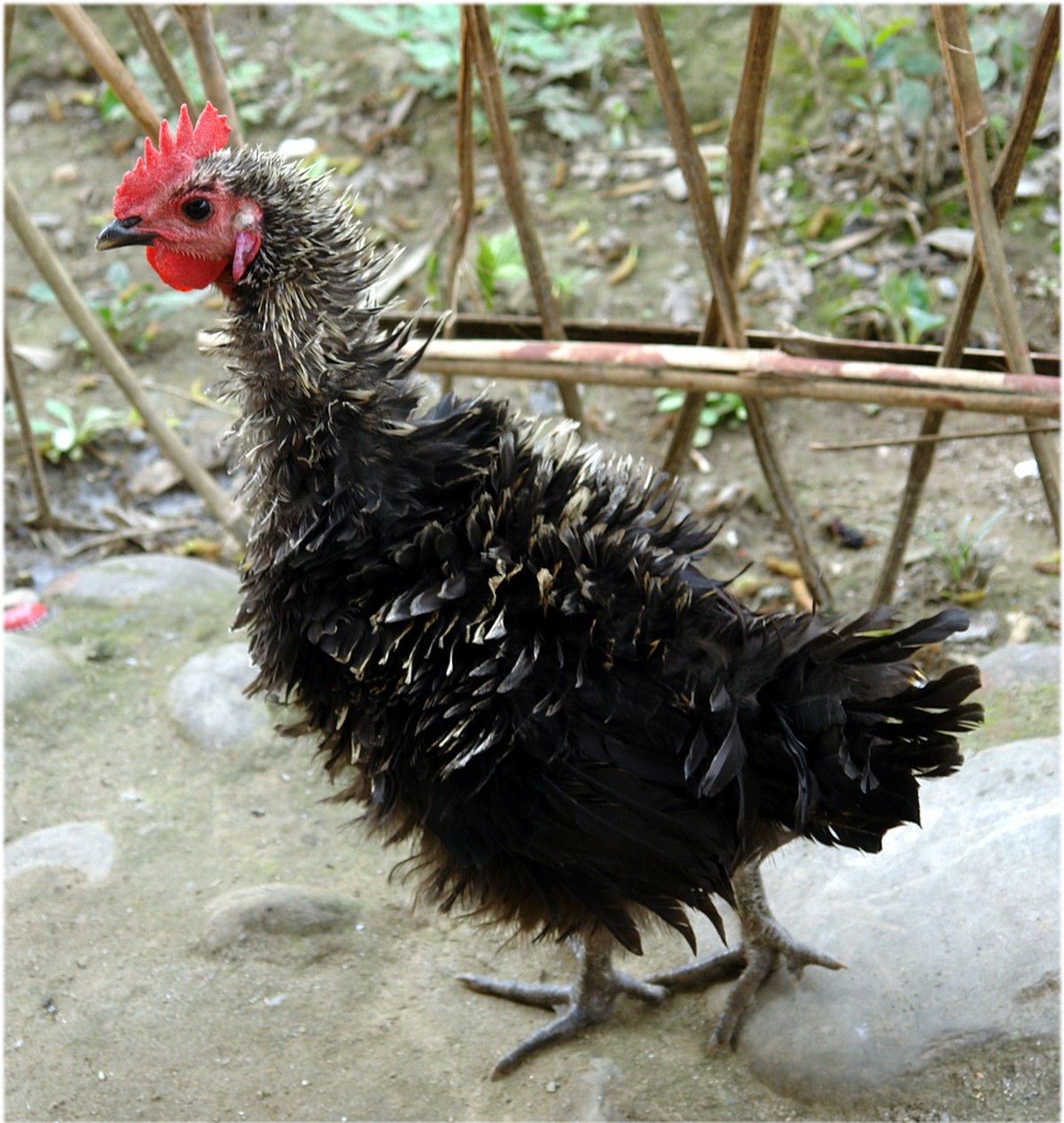 Er meint es nicht böse, er kann halt nicht lesen. Zeit für lustige Tierbilder!
Da hätten wir noch das Elektrische Huhn...