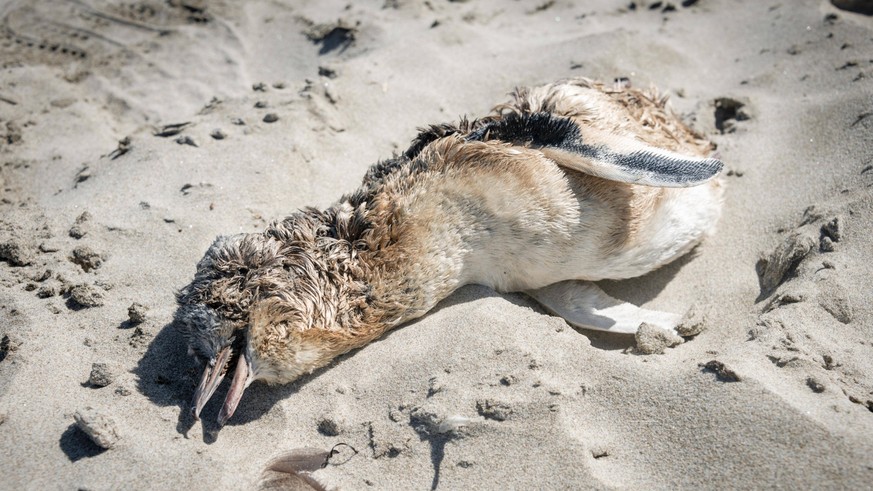 Toter Zwergpinguin am Strand der Otago Peninsula, Dunedin, in Neuseeland.
