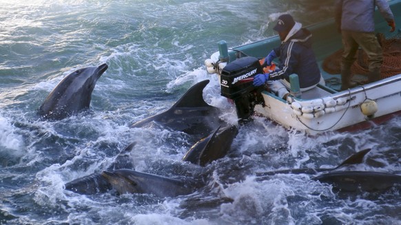 FILE - In this Saturday, Jan. 18, 2014 file photo provided by Sea Shepherd Conservation Society on Tuesday, Jan. 21, 2014, fishermen on boats go over bottlenose dolphins in Taiji, western Japan. Japan ...