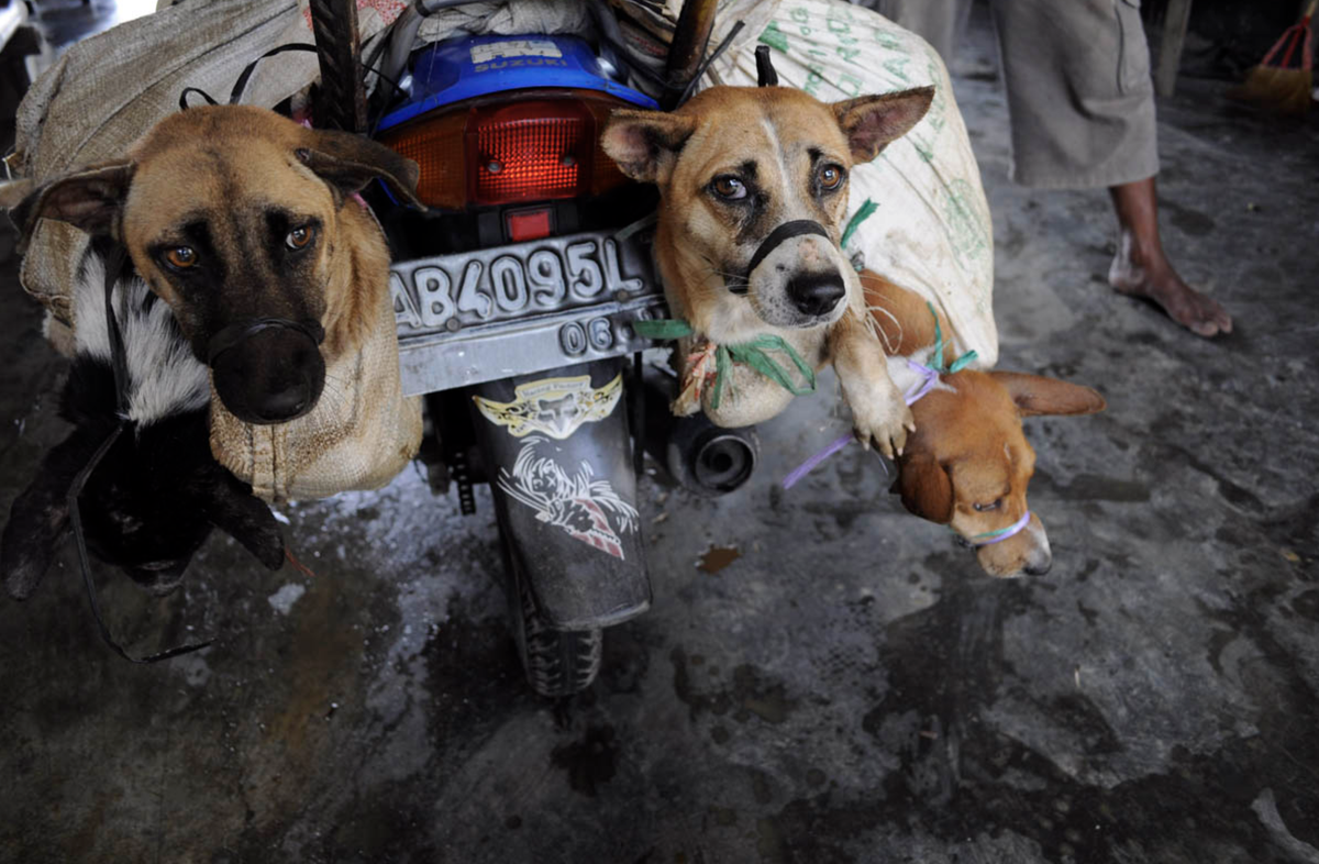 Hunde mit zugebundener Schnauze auf einem Motorrad.