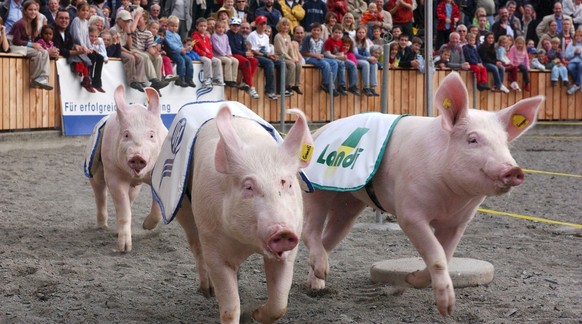 St.Gallen! Die sprechen so lustig. Zudem bin ich eine gutaussehende Version von Tranquillo Barnetta und will mich aus finanziellen Gründen eh Richtung Osten orientieren. Schweine wetzen um die Wette an der 62. Olma, der Schweizermesse fuer Landwirtschaft und Ernaehrung in St. Gallen, am Donnerstag 7. Oktober 2004. Das traditionelle Schweinerennen zur Eroeffnung der Messe fuellt die Arena mit begeisterten Zuschauern. (KEYSTONE/Photopress/Regina Kuehne)