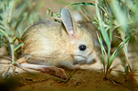 Springmaus/Jerboa