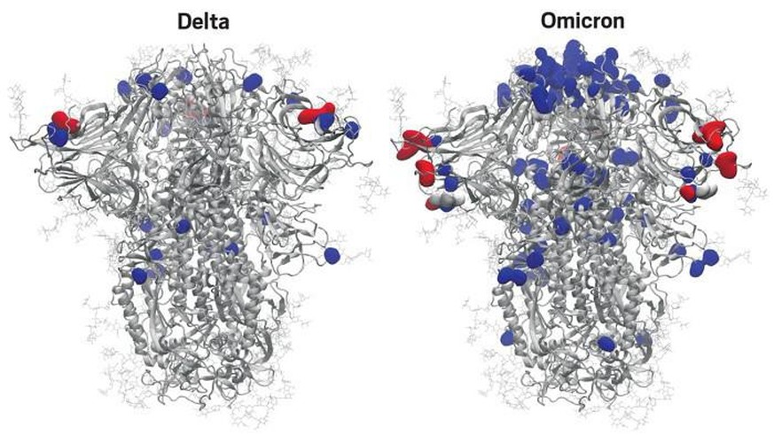 Positive (blau) und negative (rot) Ladungen der Spike-Proteine der Delta-Variante (l.) und der Omikron-Variante, die auf Mutationen zurückgehen. Neutrale Mutationen sind weiss gefärbt. Die Omikron-Spikes sind stärker positiv geladen.  